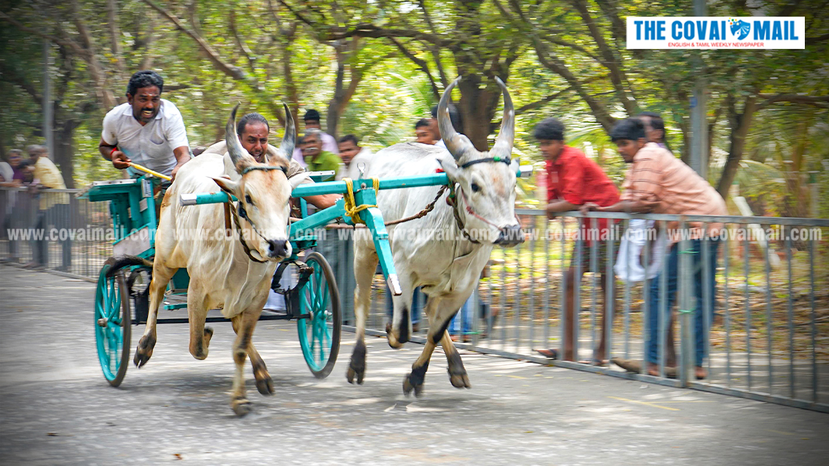 கே.பி.ஆர் கல்லூரியில் ரேக்ளா பந்தயம்