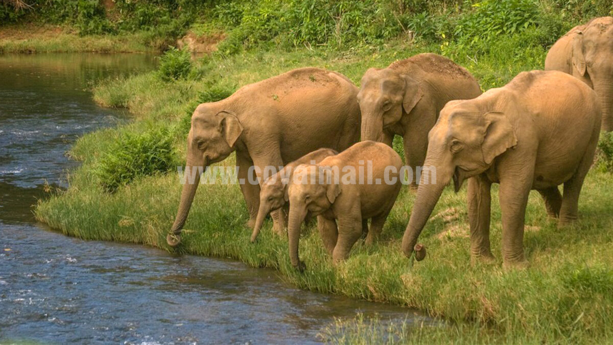 ஆழியார் அணையில் யானை கூட்டம்… சுற்றுலா பயணிகளுக்கு எச்சரிக்கை!