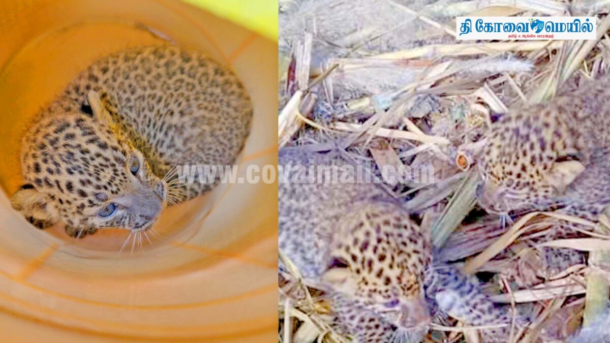 கரும்பு தோட்டத்தில் மூன்று சிறுத்தை குட்டிகள் கண்டெடுப்பு