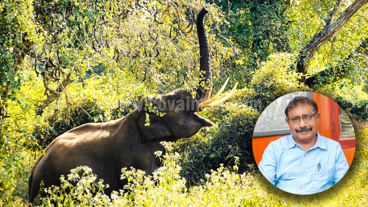 இயற்கையின் பெரு வடிவம், காட்டின் பேருயிர் ‘யானை’