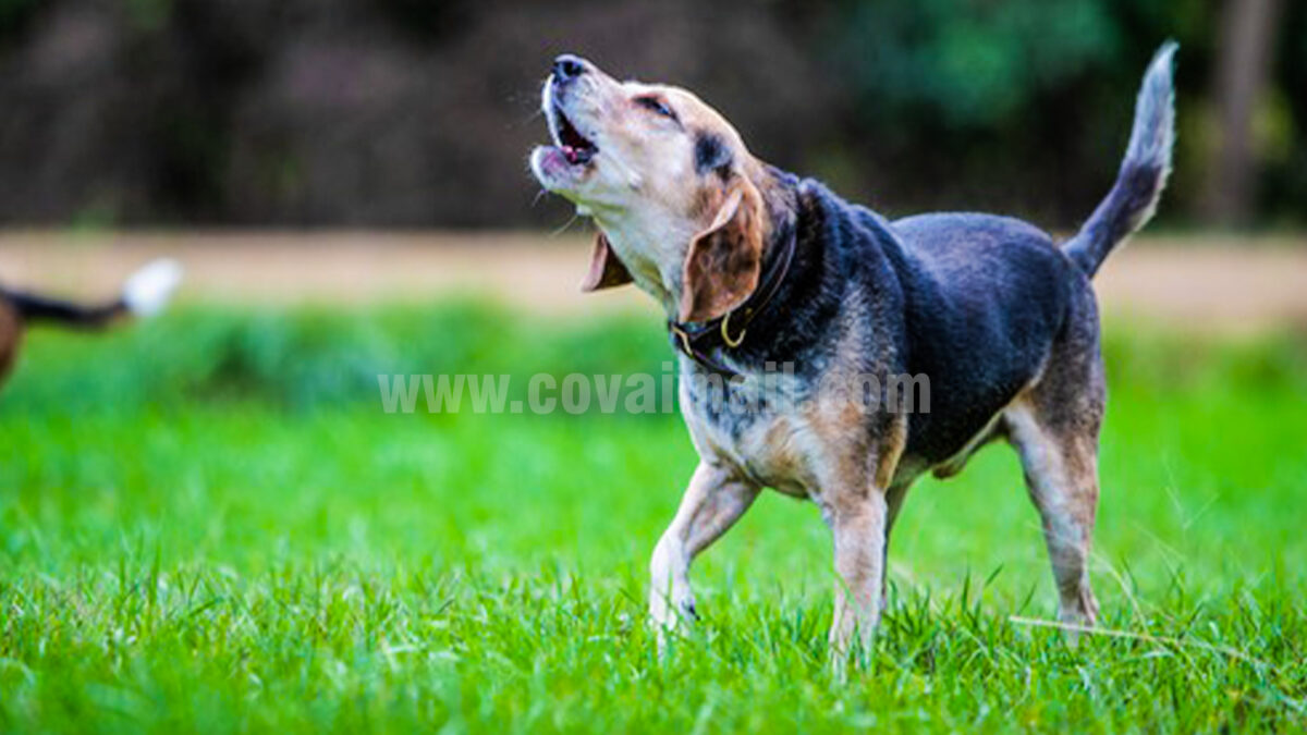 நாய்கள் ஊளையிடுவது அபசகுனமா?