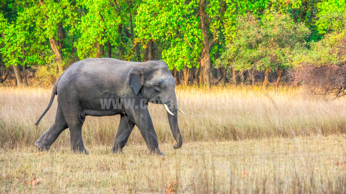 இந்தியாவில் யானைகள் சரிவு! டி.என்.ஏ கணக்கெடுப்பில் தகவல்!