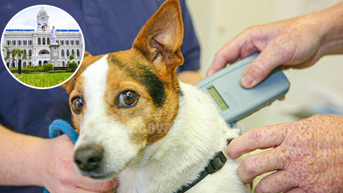 Microchipping Launched for Pet and Stray Dogs