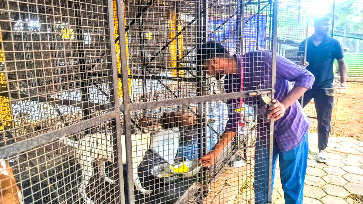 Rotaract GCT provide meals to sheltered animals