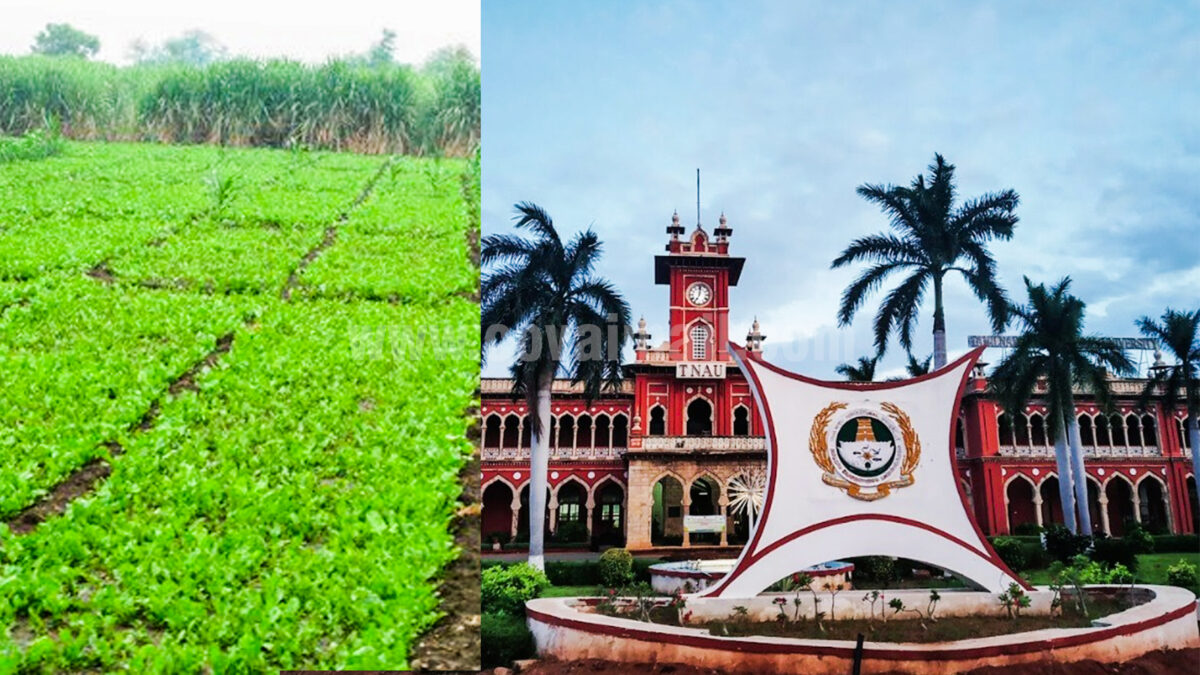 வேளாண் பல்கலையில் தளிர்கீரைகள் வளர்ப்பு பயிற்சி