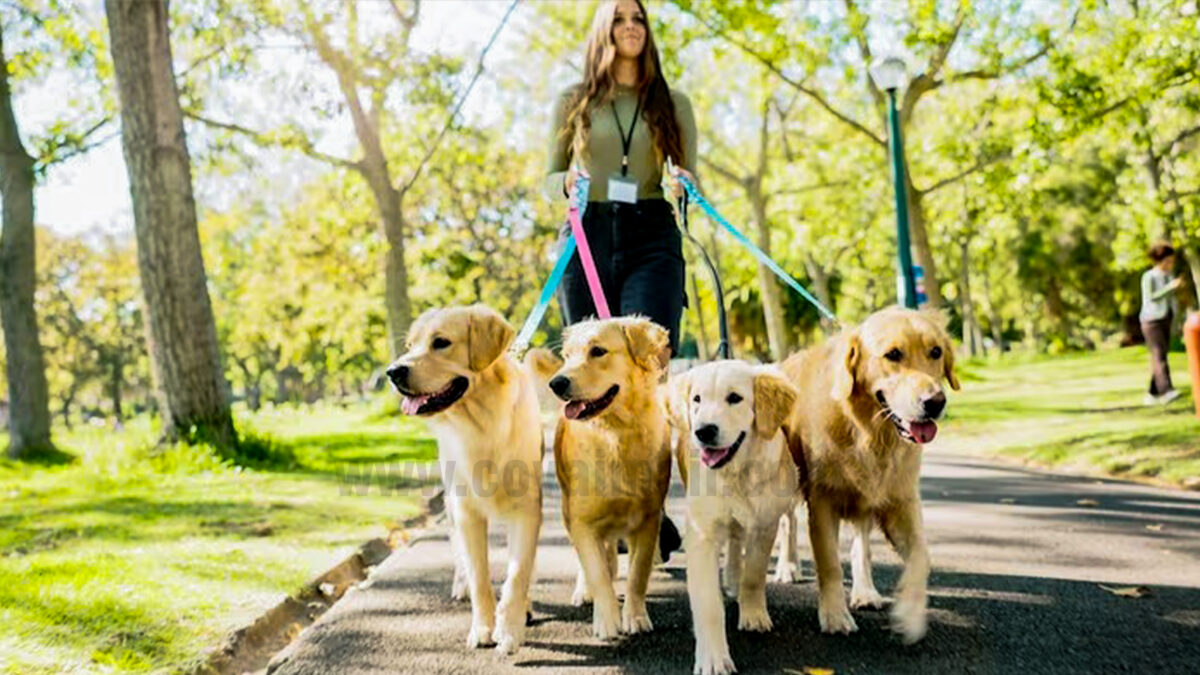 செல்லப்பிராணிகள் விளையாட கோவையில் வருகிறது பூங்கா!