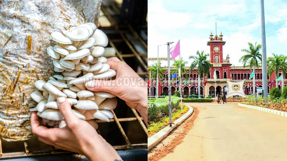 TNAU to conduct one-day Mushroom Cultivation training on 5th March