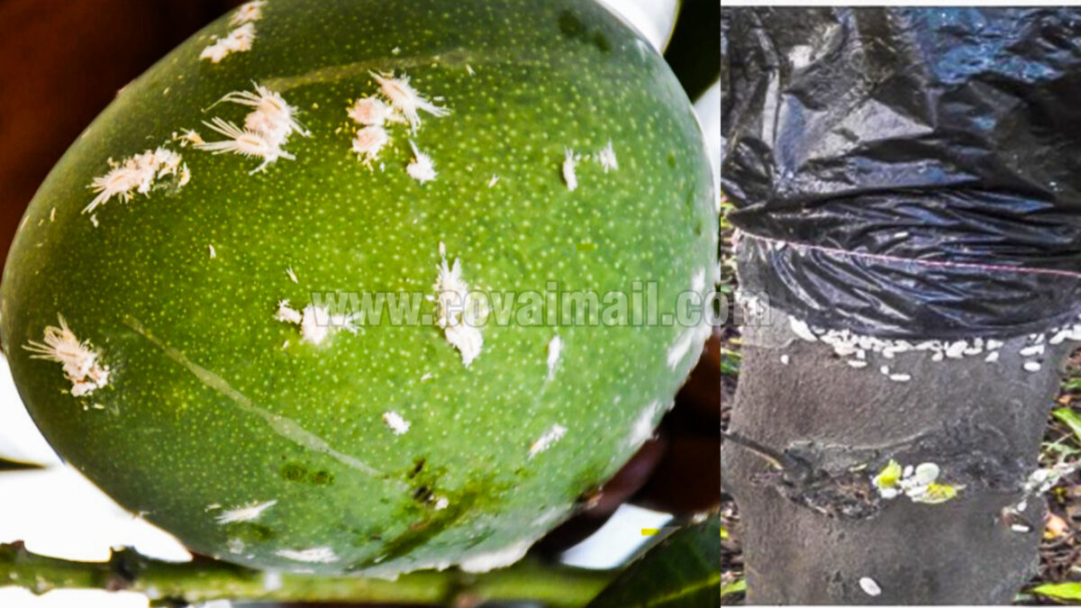 How to Protect Mango Trees from Mealybug: TNAU Issues Guidelines