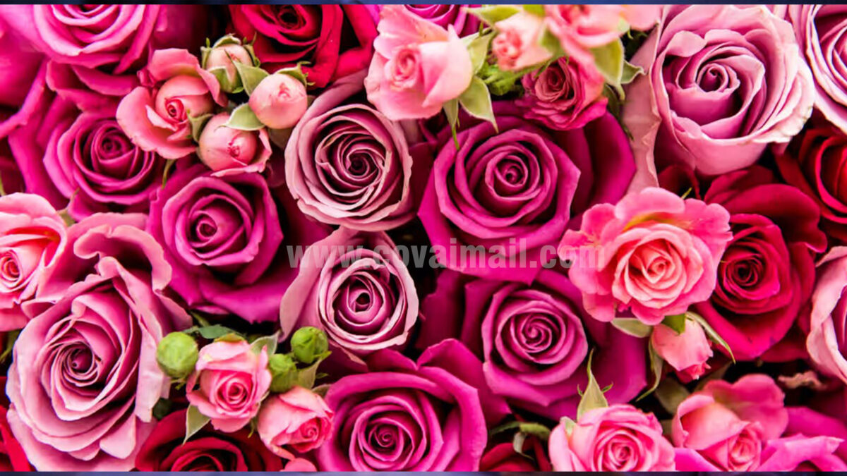 இப்படியும் பிப்ரவரி 14ம் தேதியை கொண்டாடலாமா? வியக்கவைக்கும் வெளிநாட்டு வழக்கங்கள்!