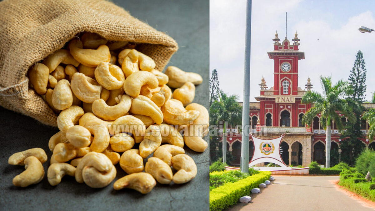TNAU organises All India Coordinated Research Project on Cashew