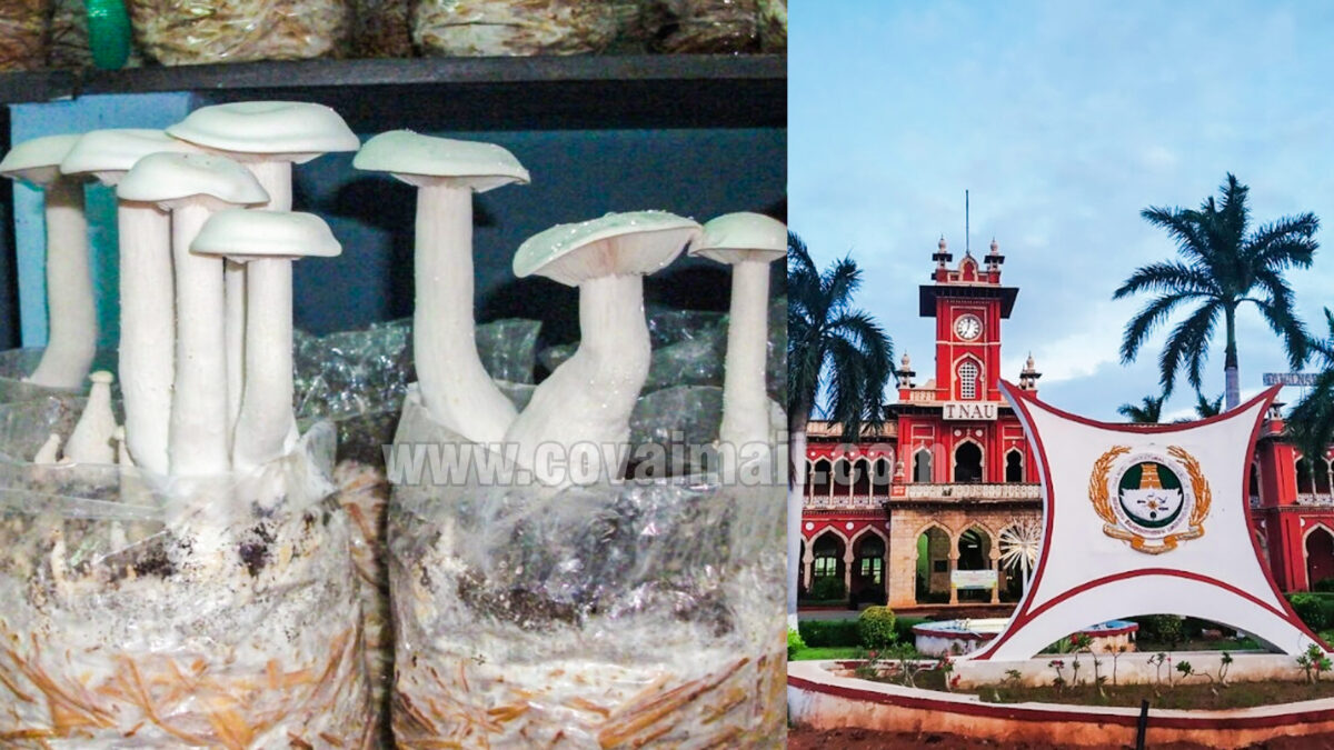 TNAU offers Three-Day Training on Mushroom Cultivation