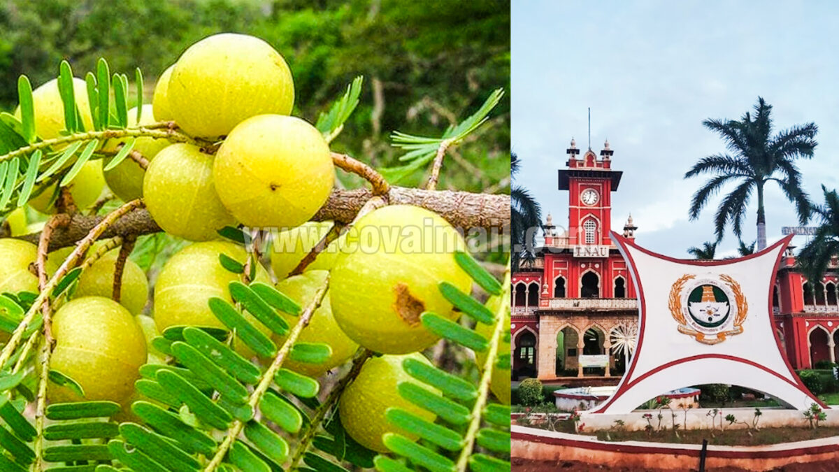 வேளாண் பல்கலையில் நெல்லி மிட்டாய் தயாரிக்கும் பயிற்சி