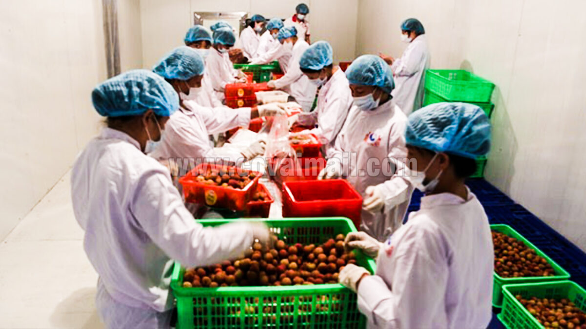 TNAU to conduct 2 day training on fruit and vegetable product processing