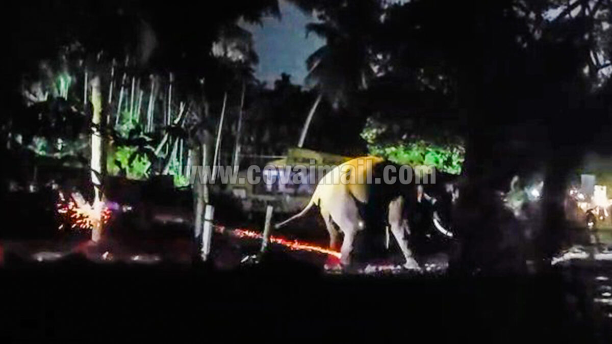 மேட்டுப்பாளையத்தில் யானை மீது பட்டாசு வீசிய நபர்கள்… வனஆர்வலர்கள் ஆட்சேபம்!