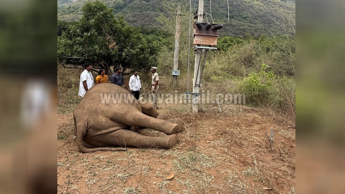 கோவையில் மின்சாரம் தாக்கி ஆண் யானை உயிரிழப்பு; வனத்துறை தீவிர விசாரணை