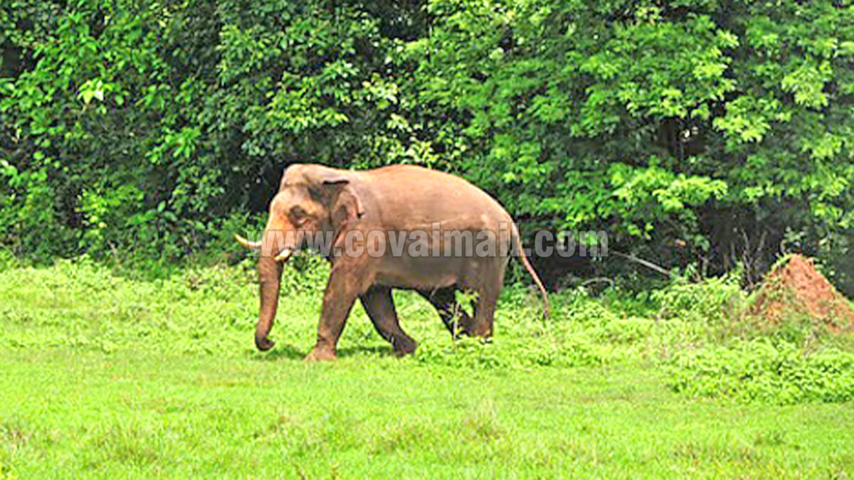 மின்சாரம் தாக்கி உயிரிழக்கும் யானைகள்… மின் கம்பிகளுக்கு சிலிக்கான் உரைகள் பொருத்த திட்டம்