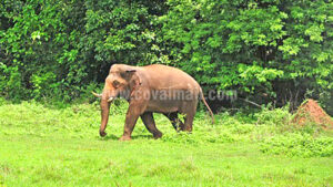 Wildlife