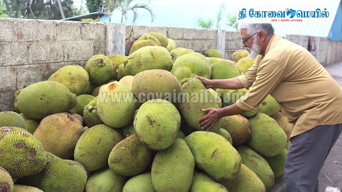 கோவையில் பலாப்பழம் வரத்து அதிகரிப்பு… விற்பனை ஜோர்!