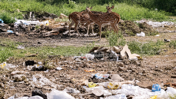 deer 2