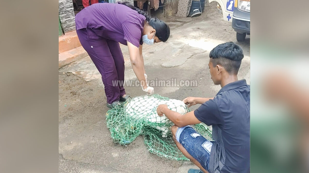 கோவையில் ஒரே நாளில்  400க்கும் மேற்பட்ட தெருநாய்களுக்கு தடுப்பூசி