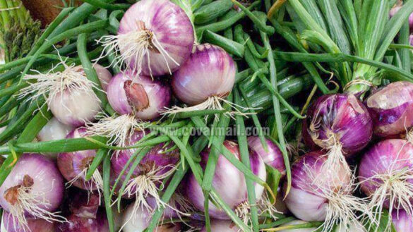 onion