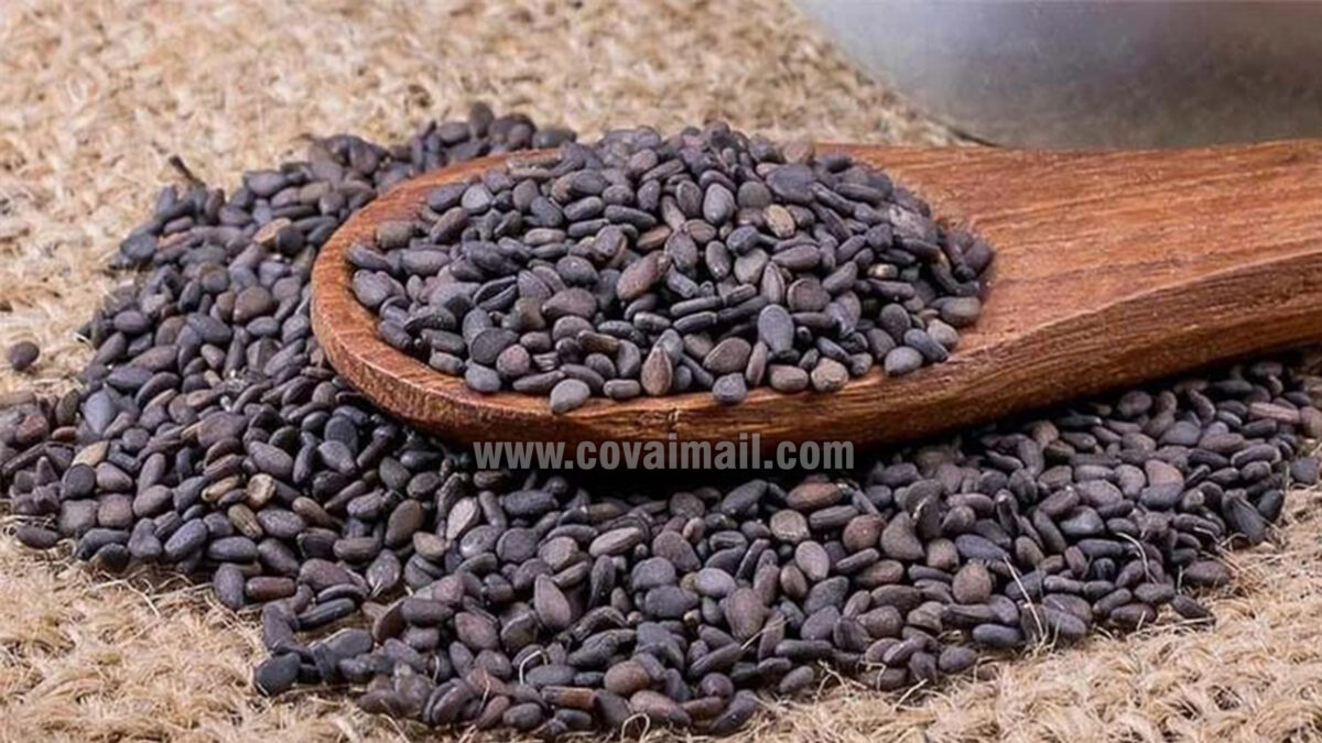 கருப்பு எள்ளின் விலை கிலோ ரூ.140 – ரூ.145 வரை இருக்கும்  – வேளாண் பல்கலை கணிப்பு