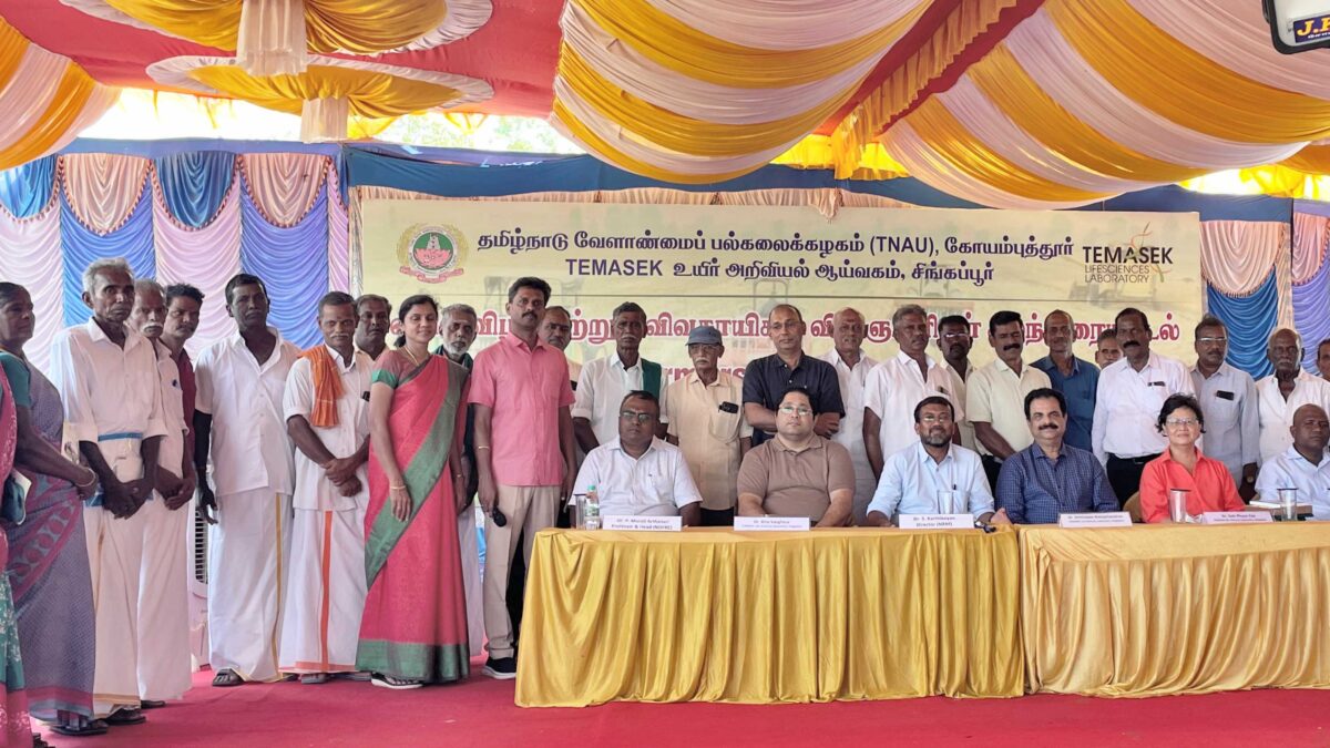 TNAU, TLL showcase climate-smart rice cultivation