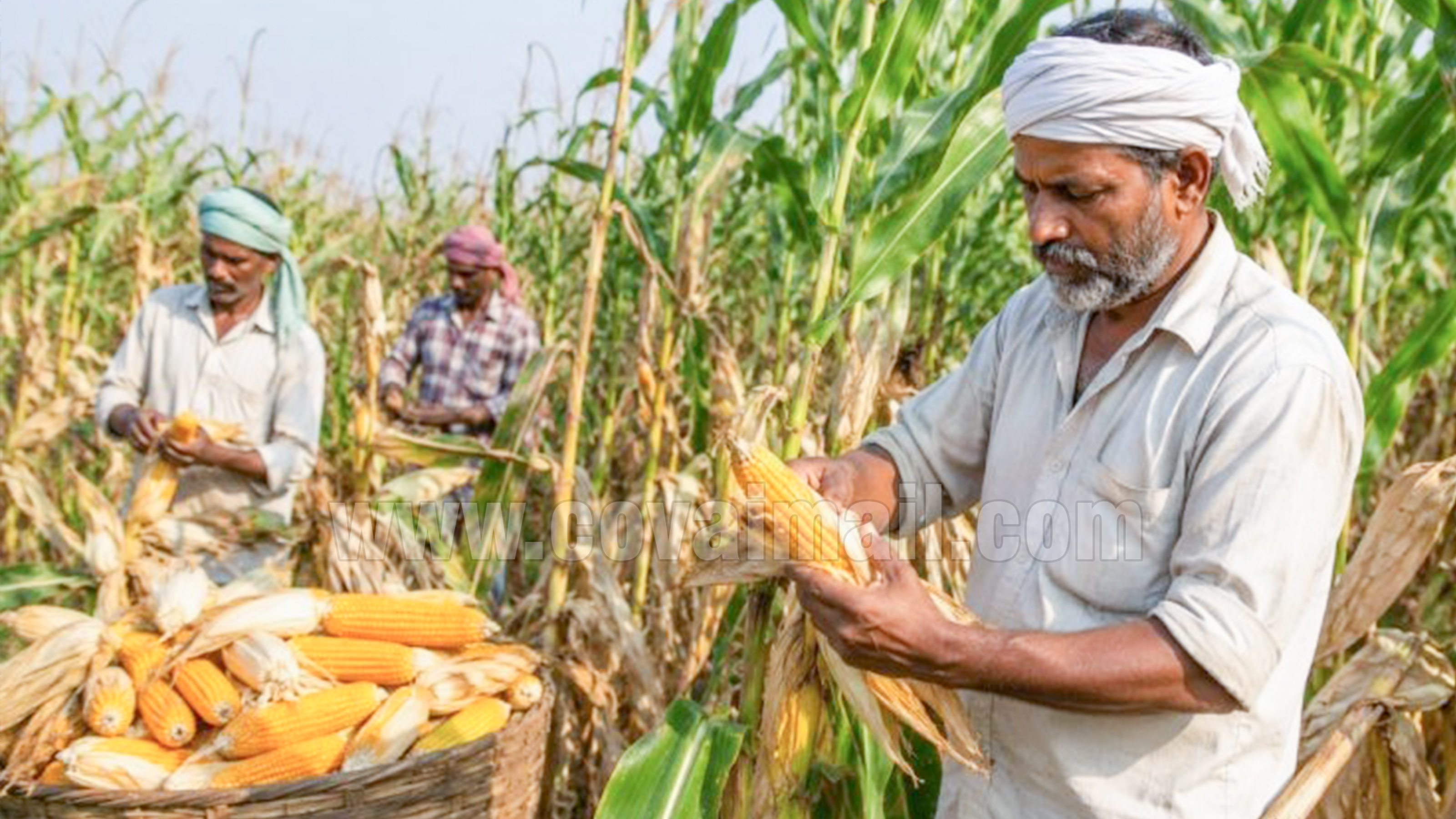 11. maize