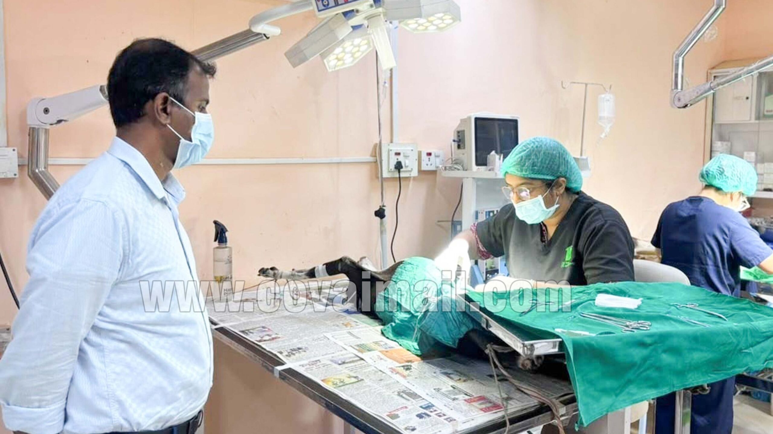 கோவையில் 47 ஆயிரம் தெரு நாய்களுக்கு கருத்தடை!